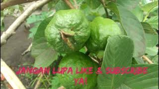 Tanaman Buah Jambu Sukun Merah, Berbuah Tanpa Musiman dan Rasanya Sangat Manis.