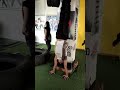 Wall handstand.#workout #fitness #viralvideo #like