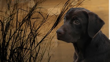 Training a Retriever Puppy - Introduction