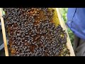 Селекція Українськї Степової породи бджіл