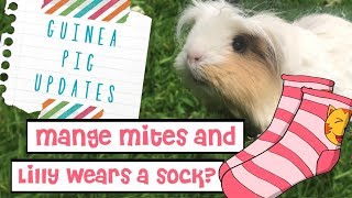 Guinea Pig Updates | Mange Mites!
