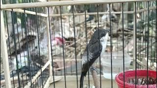 Jingjing Batu Betina Gacor Memanggil Jantan Cocok Untuk Pancingan