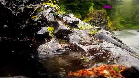 ما تيسر من سورة الحشر || للشيخ القارئ رشاد القدسي