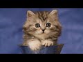 Cute dog  cat song