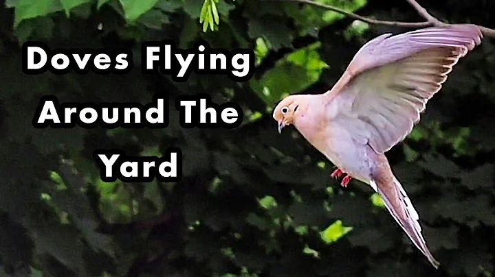 Cute Mourning Doves Making Noise Flying All Over The Place - Bird Sounds and Calls