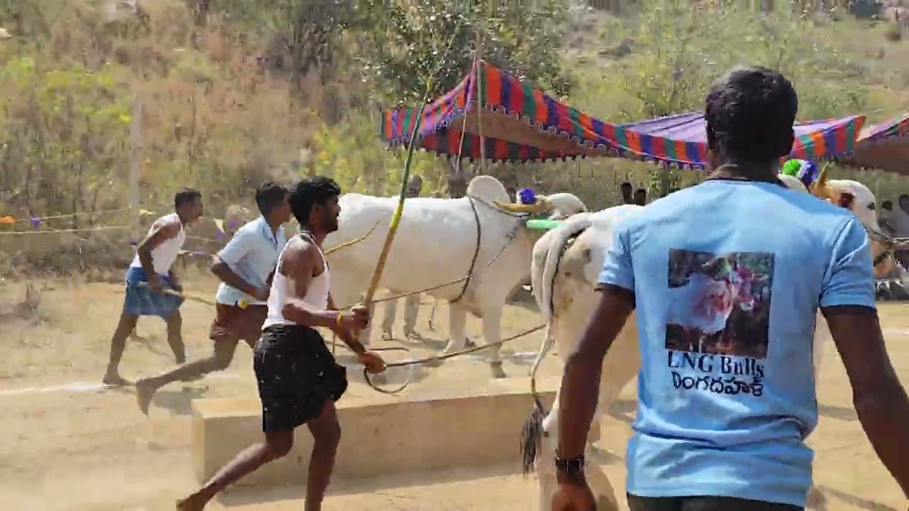 🌾💥మొట్నూతల పల్లి దేశపు ఎద్దుల విభాగంలో 6వ జత 💥🌾