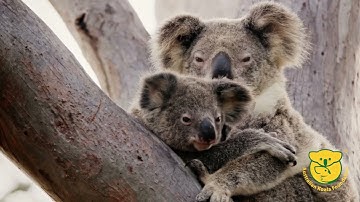 Adopt A Koala
