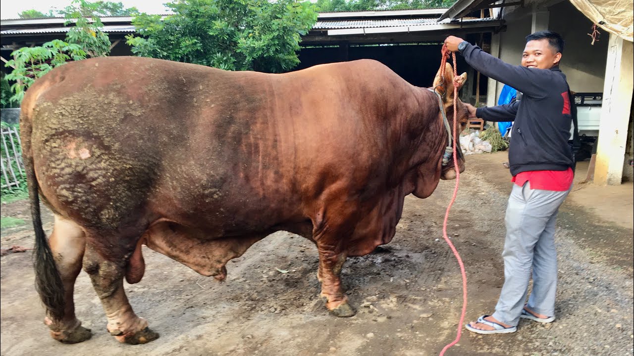 SAPI 1 TON 2020 - YouTube