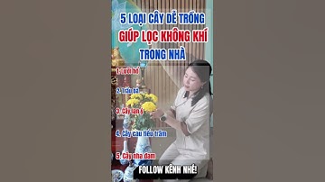 5 loại cây dễ trồng giúp lọc không khí trong nhà #phongthuy #caycoi #khongkhi #xhuong