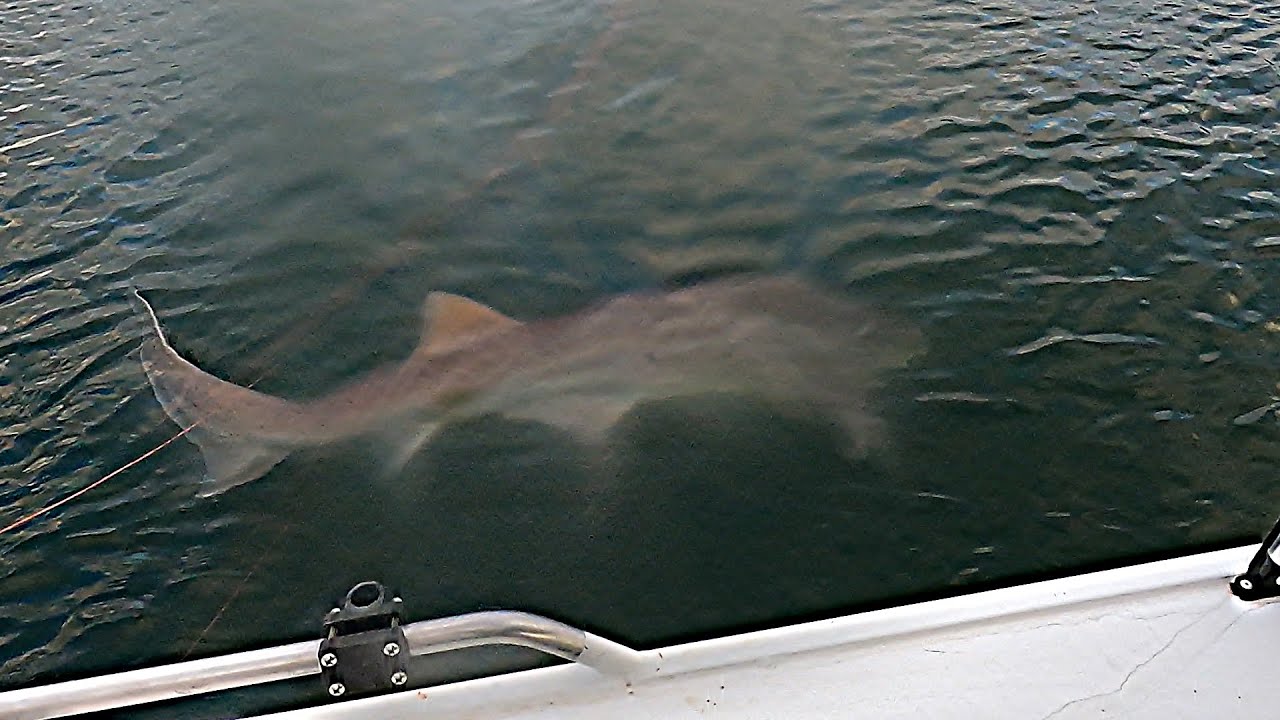 Enormous 7 Gill Shark on Tamar River Dawn Session! Tamar River Fishing Tasmania 09.03.2025