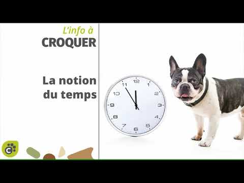 Vidéo: Une Conception Croisée Complète évaluant L'acceptation Canine Des Comprimés à Croquer Carprieve® Et Rimadyl® Carprofène Chez Les Chiens En Bonne Santé