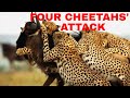 Amazing Footage Of Four Cheetah Attack/Animal Attack Video/BBC Earth
