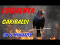 O Canto do GARIBALDI - Esquente e Atraia em 5 Minutos - Brazilian Birds Singing