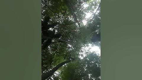 tiếng sóc bông kêu