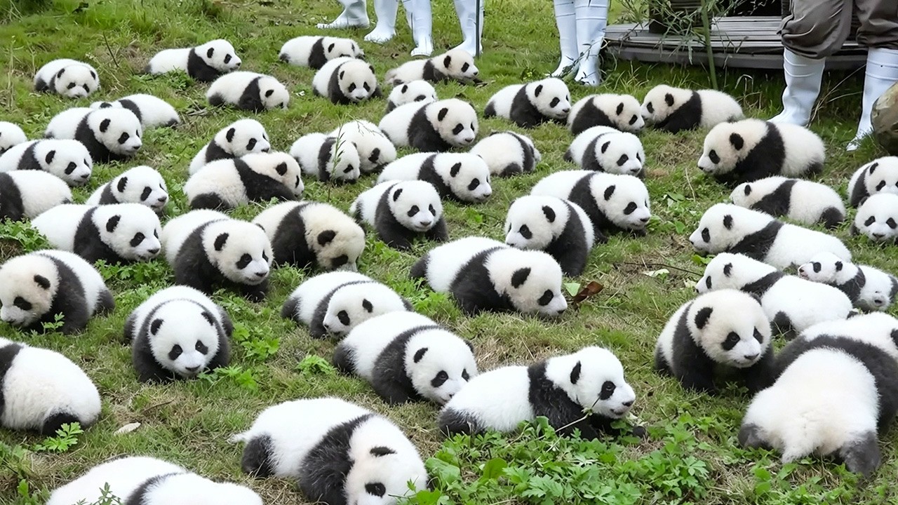 The Panda Sister Rejected by Her Mother in the Bamboo Forest: How