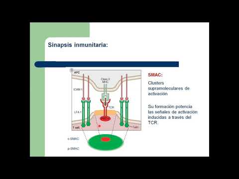 Vídeo: Examen De La Influencia De Ligandos Específicos Y Ligandos Competitivos De ATP En La Efectividad General De Los Inhibidores De Quinasa Bivalente