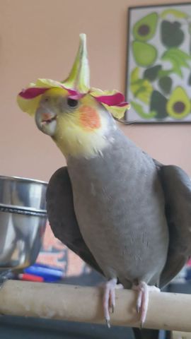 Cockatiel Wears Flower Hat And Sings Teapot Song || ViralHog