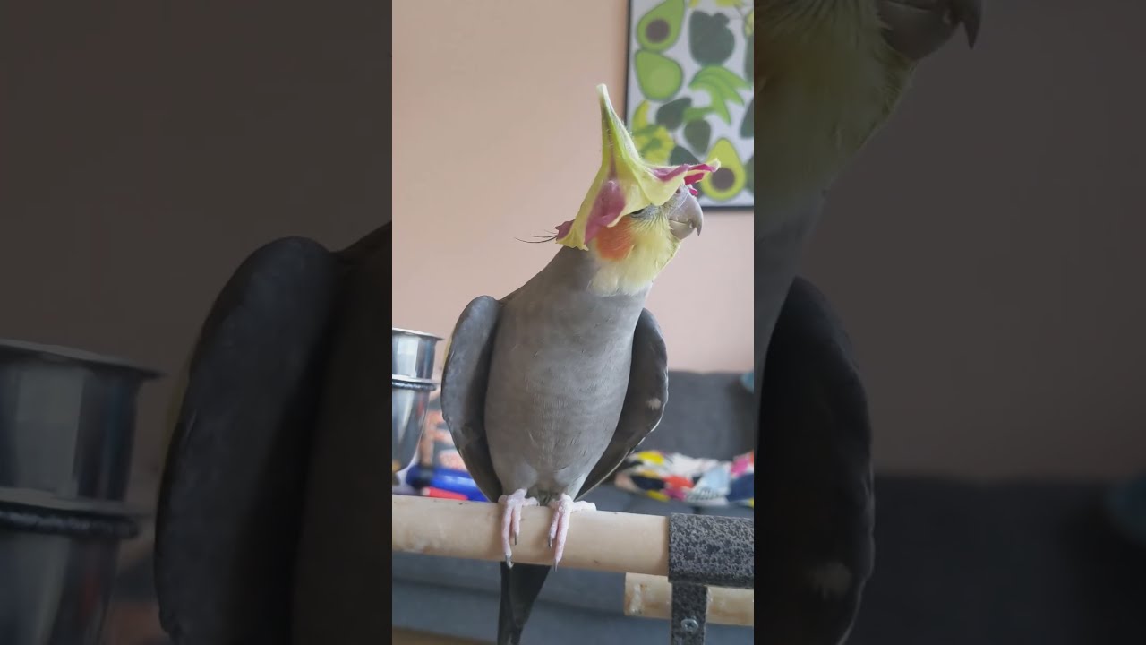 Cockatiel Wears Flower Hat And Sings Teapot Song ViralHog