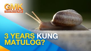 Amazing facts about snails | Wonders of Creation
