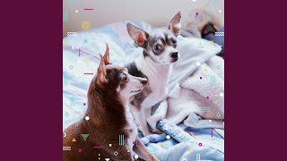 Easy Backdrops for Dog Relaxation