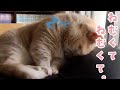 眠気が限界を迎えた猫さんの【ごめん寝】♡｜PECO