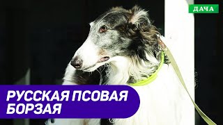Собака Породы Русская псовая борзая. Собаки которые любят людей и охоту.