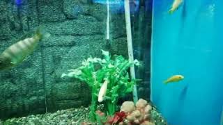 Beautiful Cute angel fish at fish aquarium