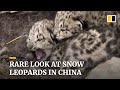 Wild snow leopards and cubs settling in for winter are caught on camera in northwestern China