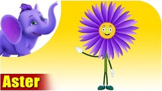 Aster | Flower Song | 4K | Appu Series