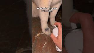 HACIENDO UN GRAFITI A UN HUSKY | Riku el husky ciclista #perros #huskysiberiano #perro #husky