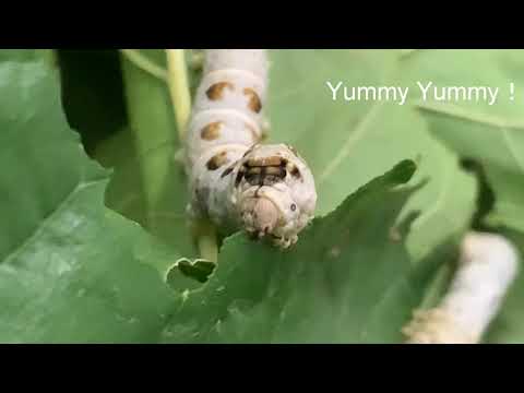 蠶寶寶進食記