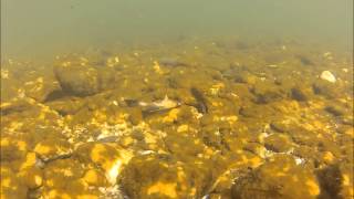 Carter Shovelhead Sculpin