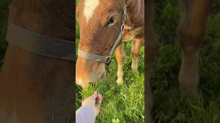 Thumbnail for Konj🐎 #horse #zenskisvijet #challenge