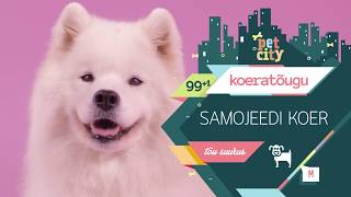 Samojeedi koer | PetCity 100 koeratõugu