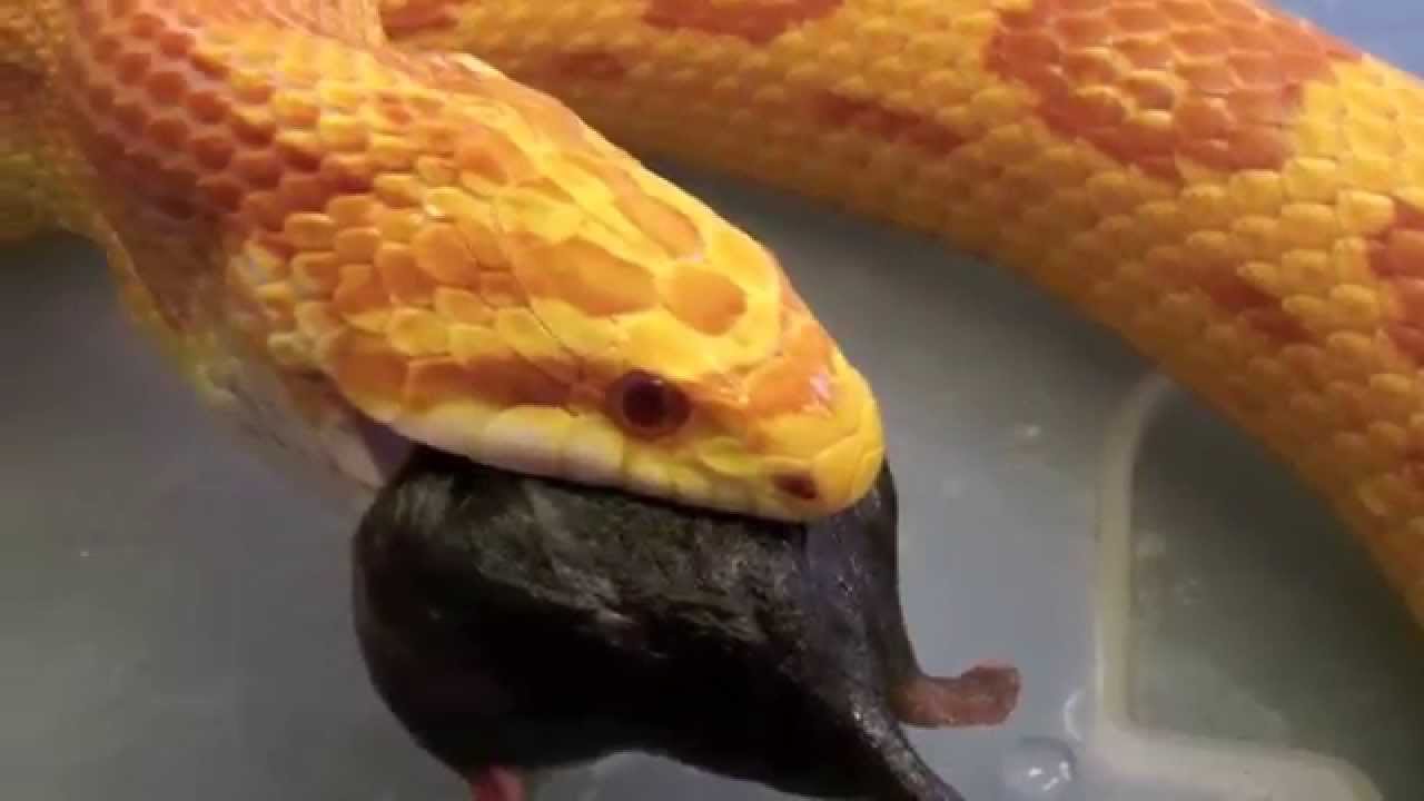 Corn Snake Eating 3 Voles YouTube