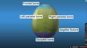 Netter 3D Anatomy Overview Video
