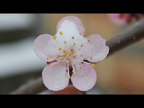 How to check freeze damage on fruit buds and flowers