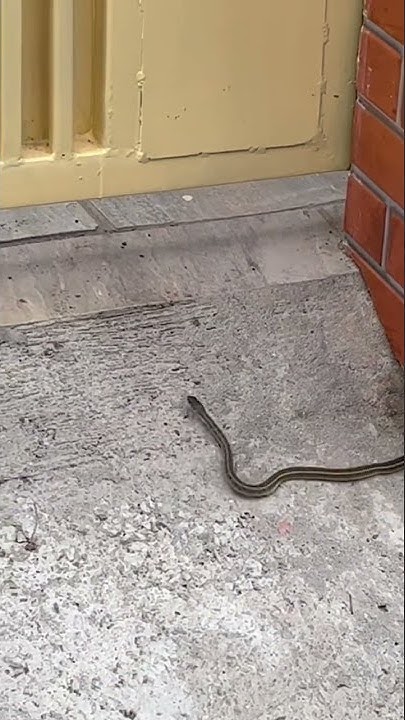 cute-snake-entering-house-youtube