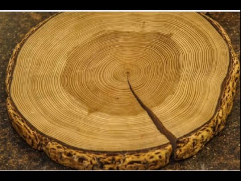 Tree Rings Can Tell You Things About Climate Change. - ppt download