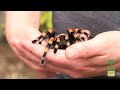 Mexican Redknee Tarantula