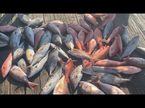 FISH CRUSH ~ Giant VERMILLION SNAPPER