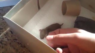Tame baby weasel