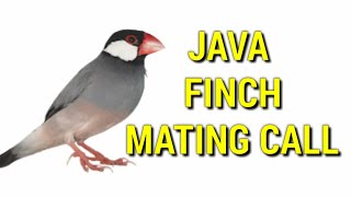 Java Sparrow mating call