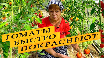 Чтобы помидоры быстрее краснели.