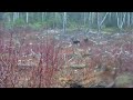 Newfoundland Moose Hunting Nov 29 2020