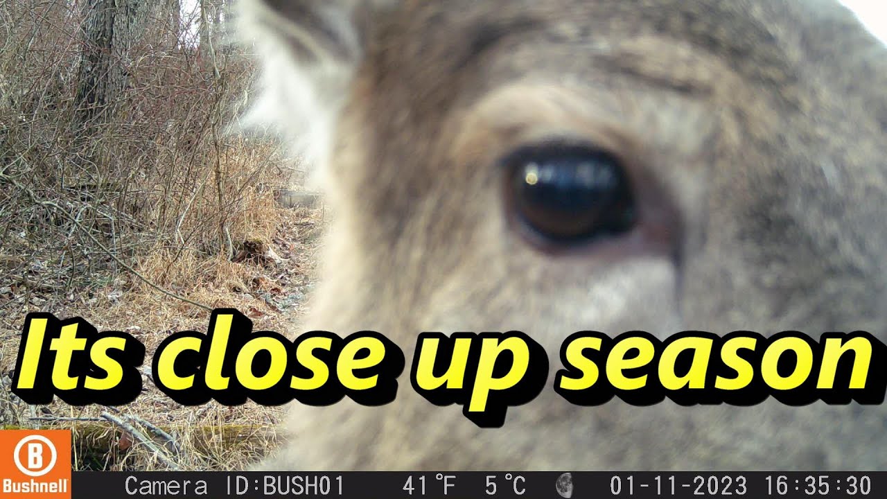 PA Backyard Wildlife Cam January 10 to January 13 2023 Deer. YouTube