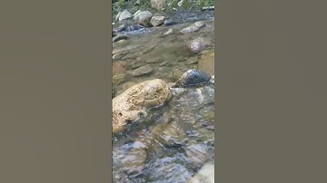 #quran #قران_كريم #المصحف #quran_karim #سورة_آل_عمران #اكسبلور