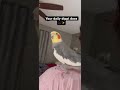 Your daily dippi doos 🎶✨ #cockatiels #birds