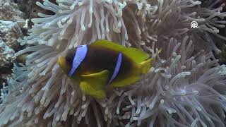 RED SEA – Essential Allies of the Marine Ecosystem: Clownfish and Sea Anemone