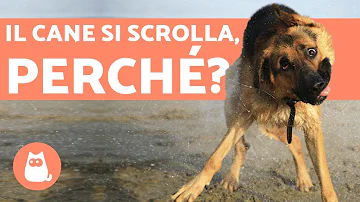Cosa fare quando il cane scuote la testa?